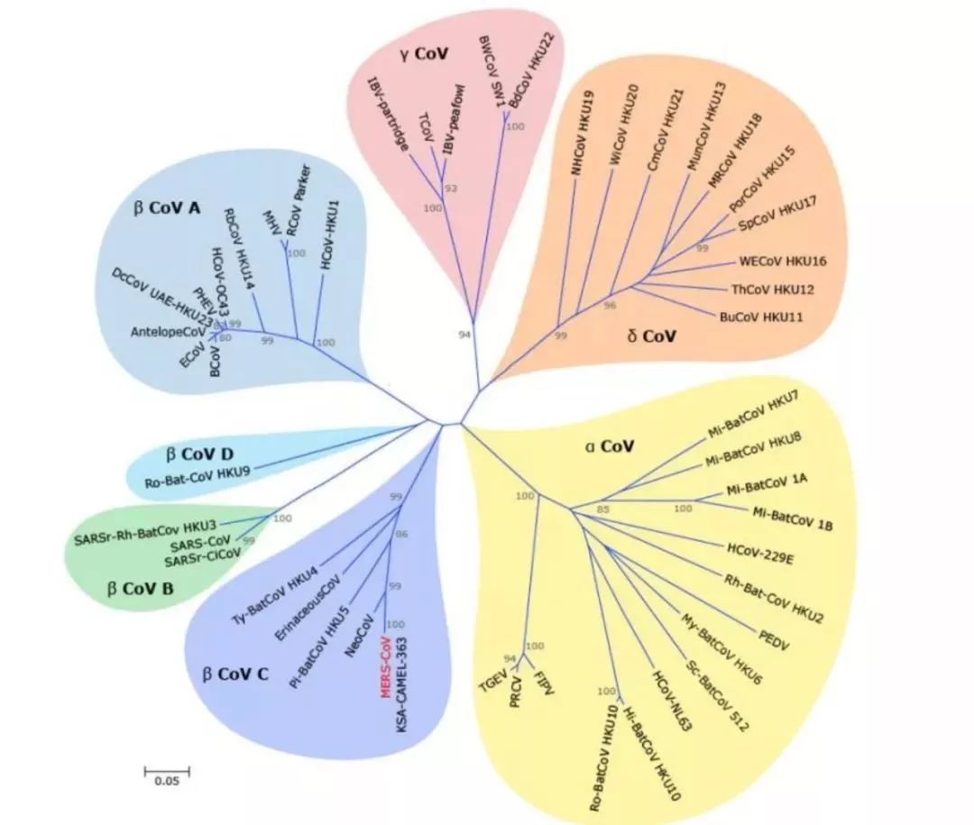新兴冠状病毒最新图像,背景、影响与地位的全面审视